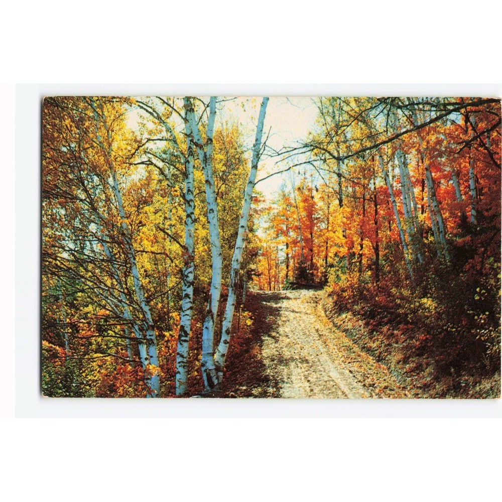 Vintage Sioux Narrows Ontario Canada Autumn Birch Forest Postcard K9 Winger